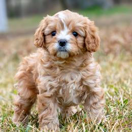 Buddy - Apricot male Cavapoo puppy in Gurdon, Arkansas from Franklin Ranch Pups
