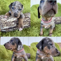 Catahoula Leopard Dog Puppies from Middle Acres Catahoulas