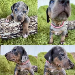 Catahoula Leopard Dog Puppies from Middle Acres Catahoulas