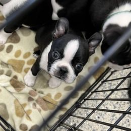 Boston Terrier Puppies from Benders Boston’s