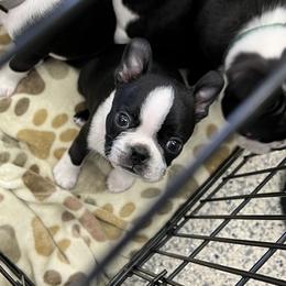 Boston Terrier Puppies from Benders Boston’s