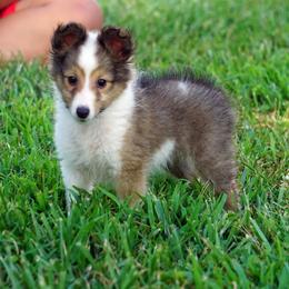 Fiesta - Flashy Sable-White Female - Sable and white female Shetland Sheepdog puppy in Frazeysburg, Ohio from Mountain High Kennels