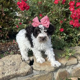 Chocolate chip - Parti female Schnoodle puppy in Quitman, Texas from Wright Doodles