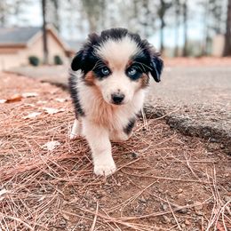 Miniature American Shepherd and Miniature Australian Shepherd Puppies from Whiskeytown Aussies