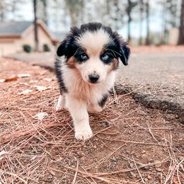 Miniature American Shepherd and Miniature Australian Shepherd Puppies from Whiskeytown Aussies