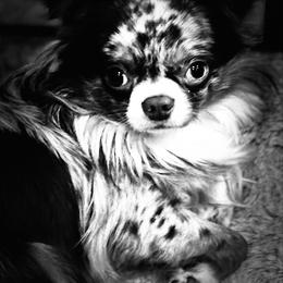 Frodo - Chihuahua