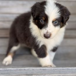 Quay - Red tri-color female Australian Shepherd puppy in Big Sandy, Texas from Rocking S Ranch