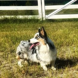 Minnie - American Corgi