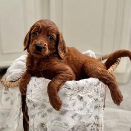 Twilight Sparkle- Purple - Red  female Goldendoodle puppy in Bay City, Texas from Charming Doods Goldendoodles