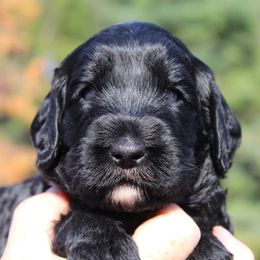 Australian Labradoodle Puppies from IvyLane Labradoodles