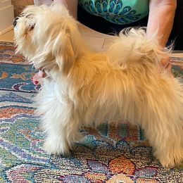 Daisy - Havanese