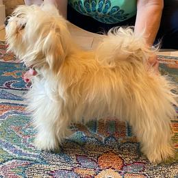 Daisy - Havanese