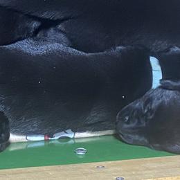 Bluey-pale blue collar - Black Labrador Retriever puppy in Springfield, Missouri from Kellner Labradors