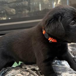Labrador Retrievers from Frye Farms