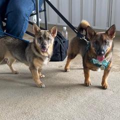 Swedish Vallhund Puppies from Skyfyre Swedish Vallhunds