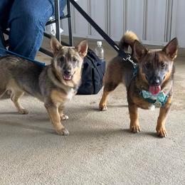 Swedish Vallhund Puppies from Skyfyre Swedish Vallhunds