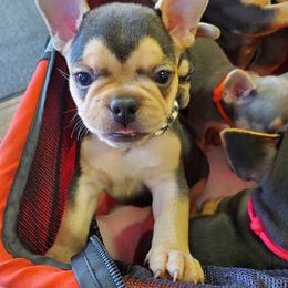 French Bulldog Puppies from Basket of love bulldogs