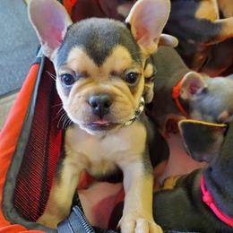 French Bulldog Puppies from Basket of love bulldogs