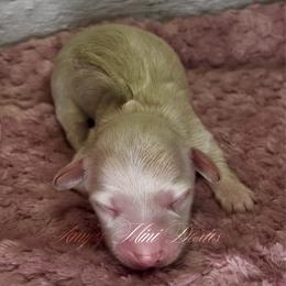 Raven - Cream female Dachshund puppy in Jena, Louisiana from Amy’s Mini Doxies