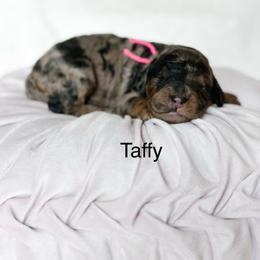Taffy - Merle female Goldendoodle puppy in Pasco, Washington from Camp Doodle Woods