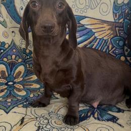 Kona - Dachshund