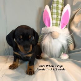 Girl 1 - Dachshund puppy in Huggins, Missouri from RJ's Miniature Dachshunds