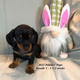 Girl 1 - Dachshund puppy in Huggins, Missouri from RJ's Miniature Dachshunds