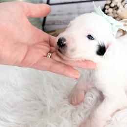 Olivia - Black and white female Sheepadoodle puppy in Nixa, Missouri from Davis Family Doodles