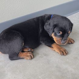 Rottweilers from Garrison Kennels LLC