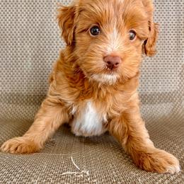 Woody - Red  male Goldendoodle puppy in Point, Texas from Tiny Paws Goldendoodles