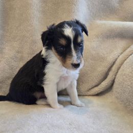 Herbert - Black white and tan male Shetland Sheepdog puppy in Middleburg, Pennsylvania from Willow Tree Berners