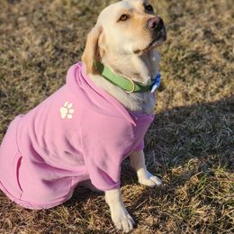 Lola - Labrador Retriever