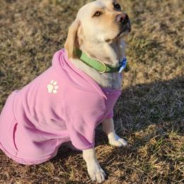 Lola - Labrador Retriever