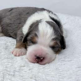 Indie - Blue merle female Bernedoodle puppy in Fleming, Colorado from Vandenbark Doodles