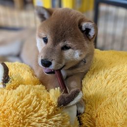 Shiba Inu Puppies from Takikawa Shiba Inus