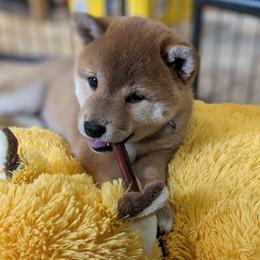 Shiba Inu Puppies from Takikawa Shiba Inus