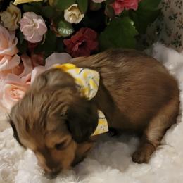 Dachshund Puppies from CLARK'S BREEDING PROGRAM