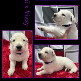 GRAPE GIRL - White female German Shepherd puppy in Apache Junction, Arizona from CS Vista Farms