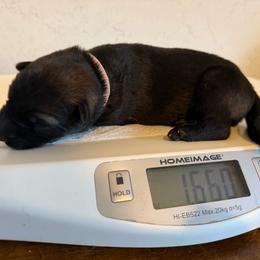 Helen - Sable female German Shepherd puppy in Winterport, Maine from Vom Stevens Old Fashioned German Shepherds