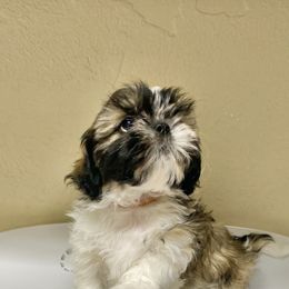 Shih Tzu Puppies from Willow Lane Shih Tzus