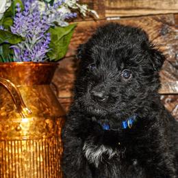 Blue collar - Black male German Shepherd puppy in Howell, Michigan from Sheyenne Buentello's German Shepherds