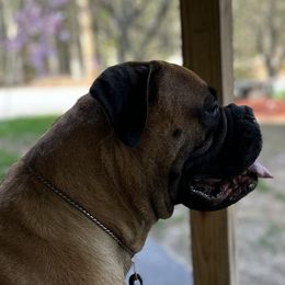 Rain - Bullmastiff