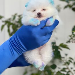 Pomeranian Puppies from POMERLAND exotic Pomeranians of Orlando