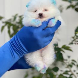 Pomeranian Puppies from POMERLAND exotic Pomeranians of Orlando