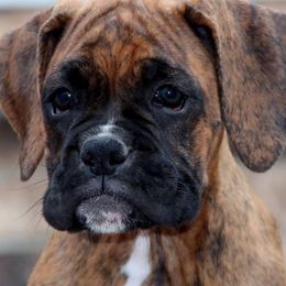Boxers from Bridlewood Boxers