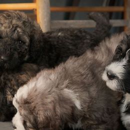 Bernedoodle Puppies from Joy's Dood Ranch