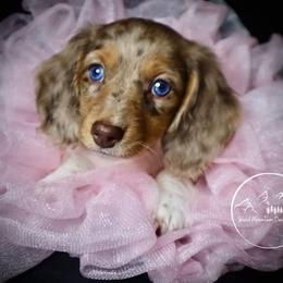 Dachshund Puppies from Bald Mountain Dachshunds