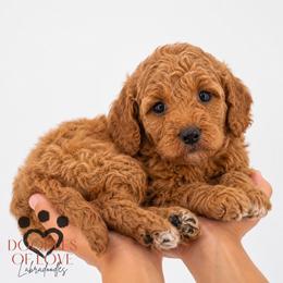 Maple - Red female Labradoodle puppy in Travelers Rest, South Carolina from Doodles of Love Labradoodles