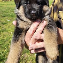 Dahlia - Black and red female German Shepherd puppy in Rockfield, Kentucky from Cheveyo German Shepherds