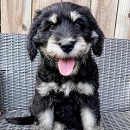 Hei Hey (Yellow) - male Golden Mountain Doodle puppy in Boiling Springs, South Carolina from OlliePups, LLC